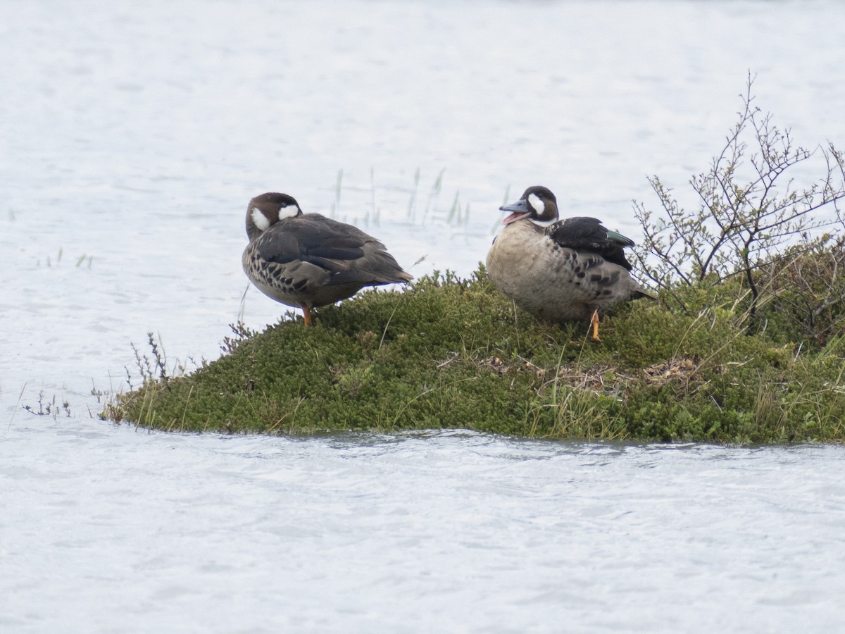 Canard à lunettes - ML540495101