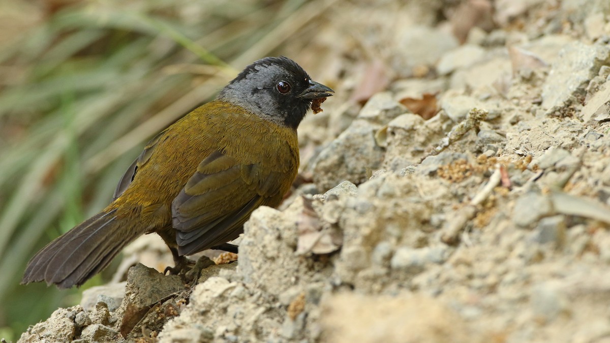 Large-footed Finch - Luke Seitz