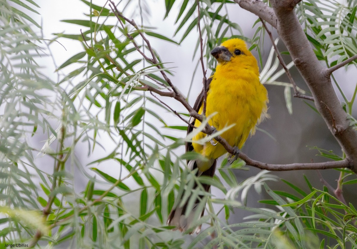 Cardinal à tête jaune - ML540497471