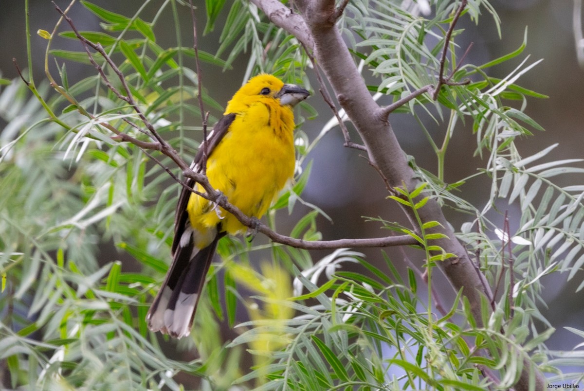 Picogrueso Ventriamarillo - ML540497481