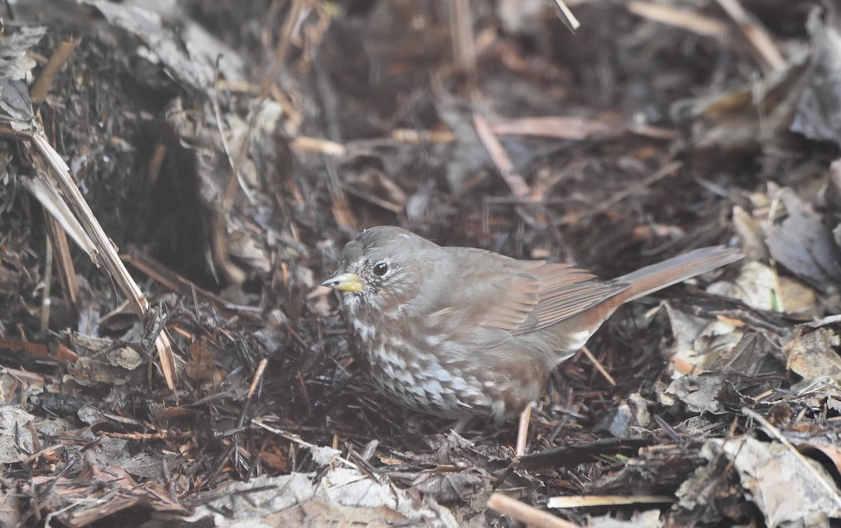 Fox Sparrow (Sooty) - ML540500371