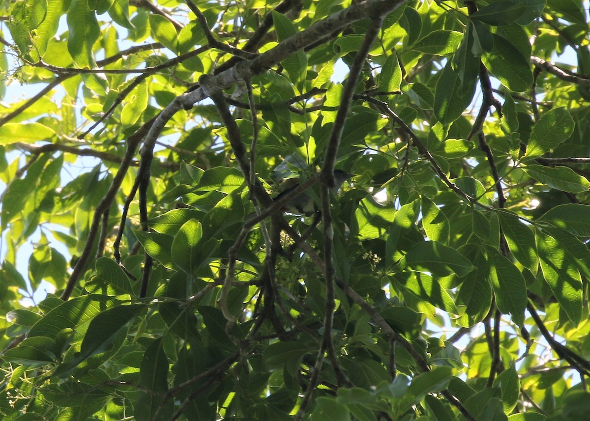 Chestnut-vented Conebill - ML540500821