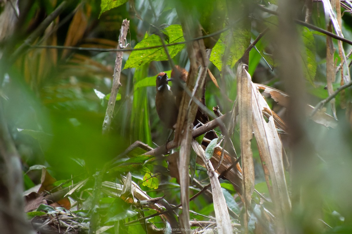 Fluffy-backed Tit-Babbler - ML540501281