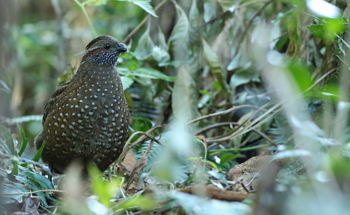 Spotted Wood-Quail - ML54050191