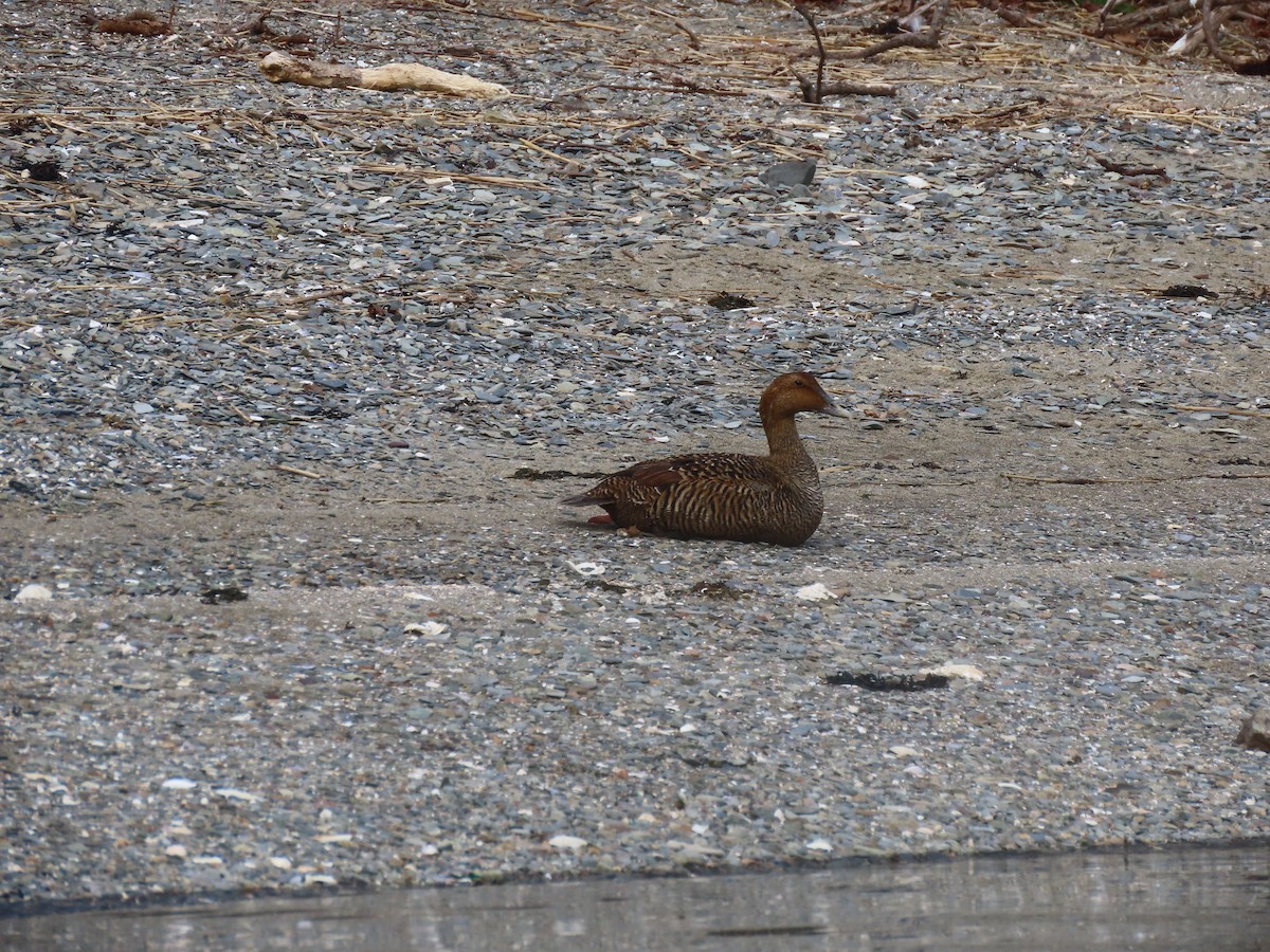 Common Eider - ML540501921