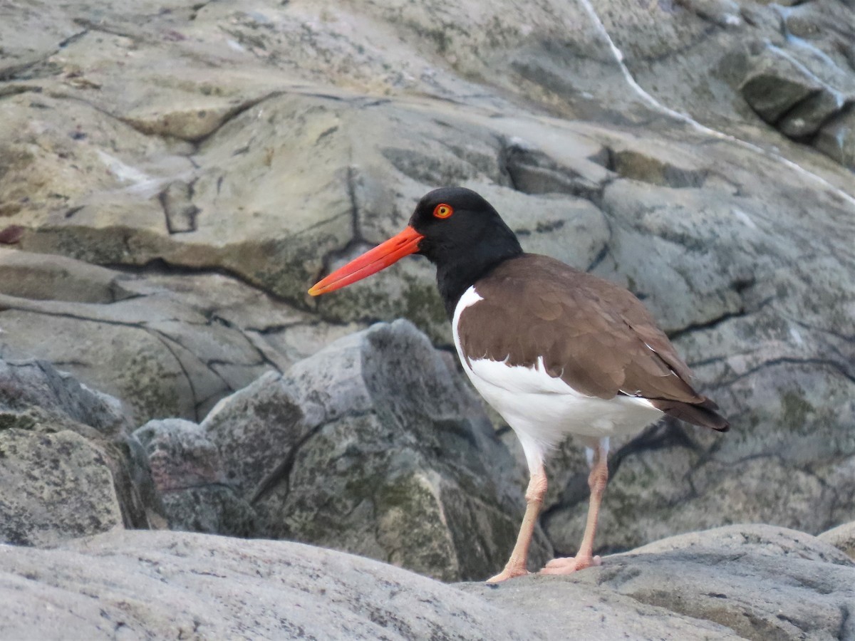American Oystercatcher - ML540501981