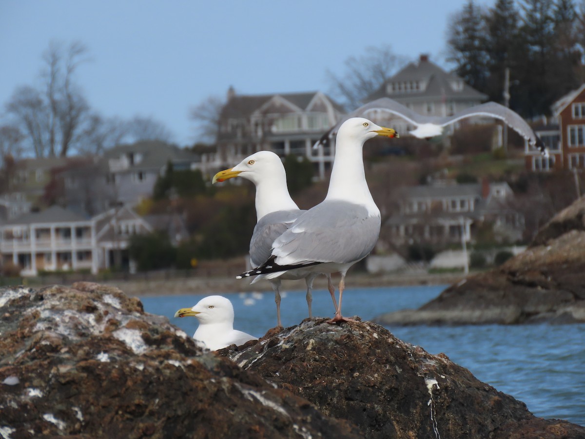 Ring-billed Gull - ML540502061
