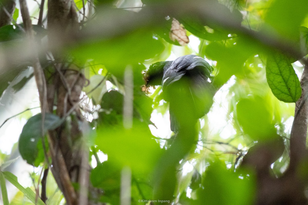 Black Magpie - Kittakorn Inpang