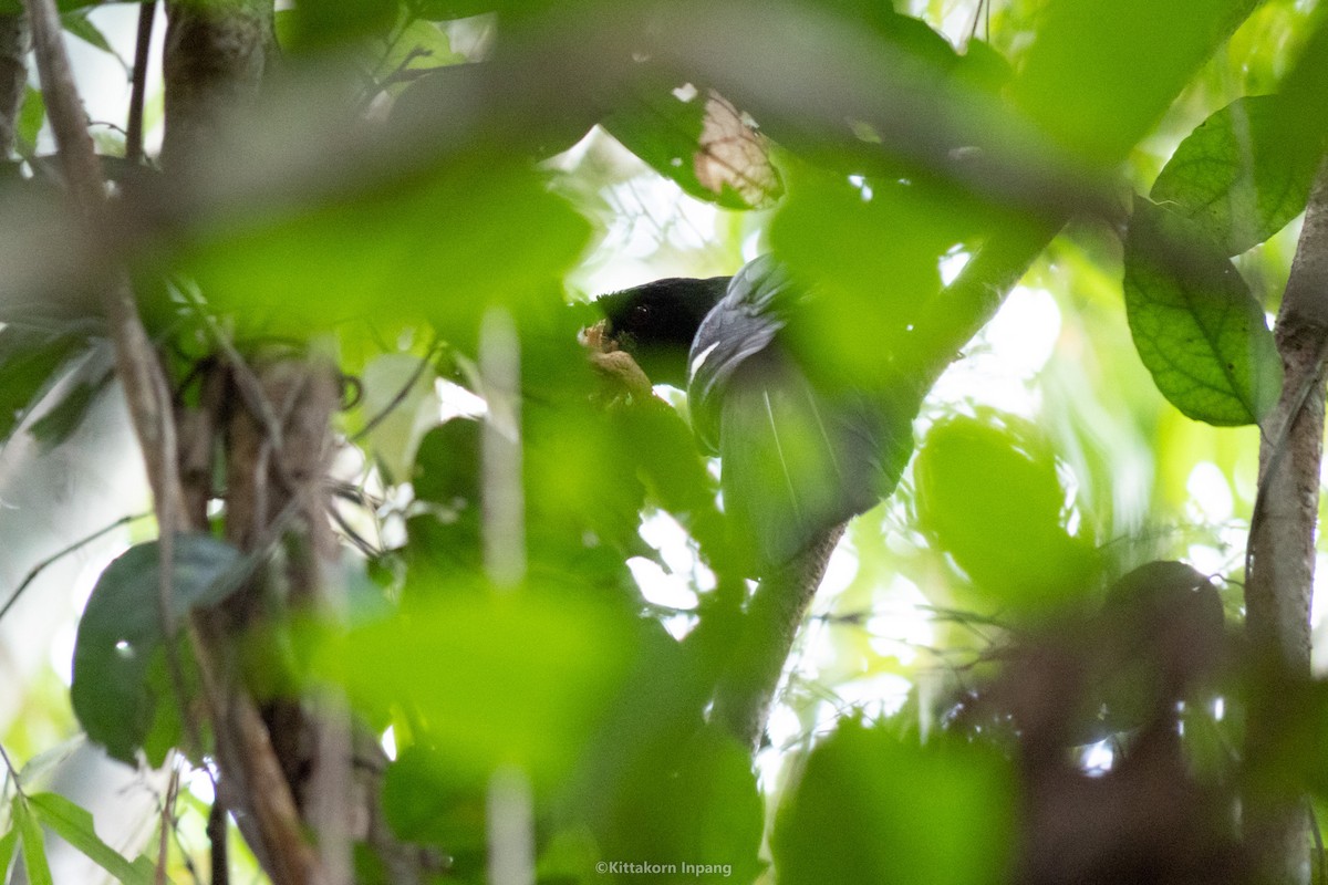 Black Magpie - Kittakorn Inpang