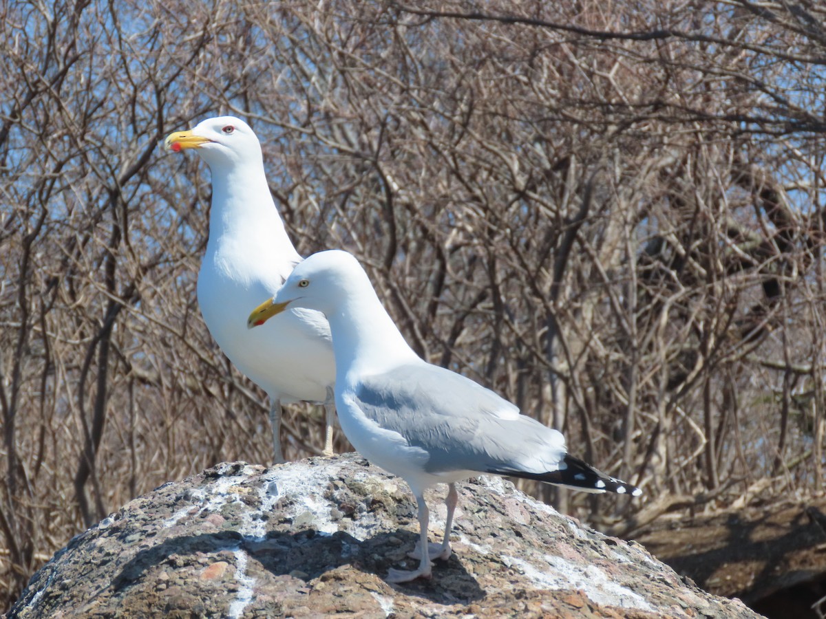 American Herring Gull - ML540502431