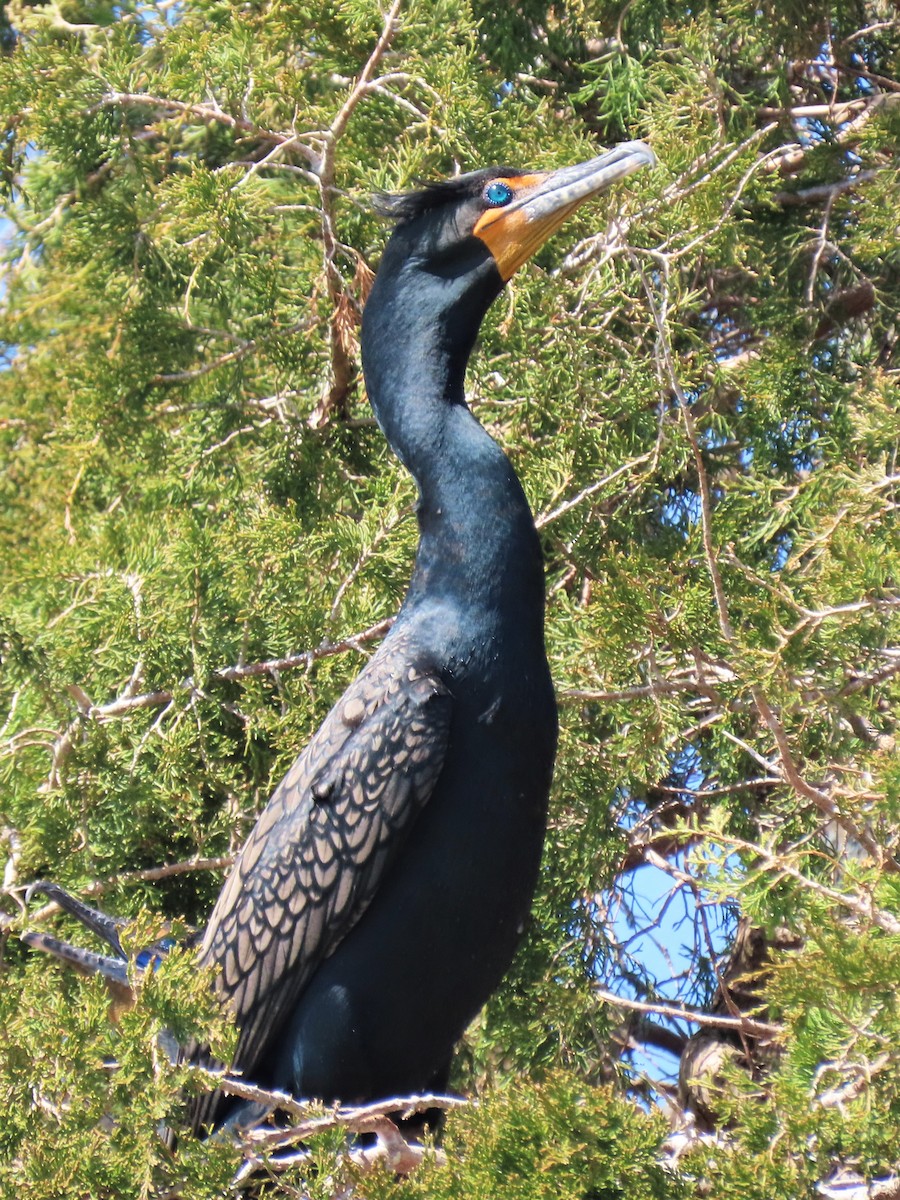 Double-crested Cormorant - ML540502491