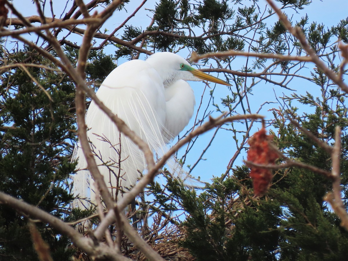 Great Egret - ML540502531