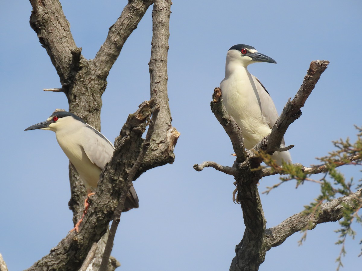 Black-crowned Night Heron - ML540502751