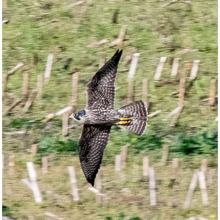 Peregrine Falcon - ML540503051