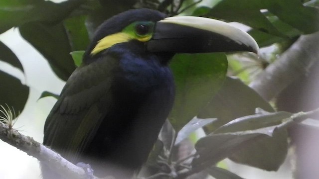 Yellow-eared Toucanet - ML540504391