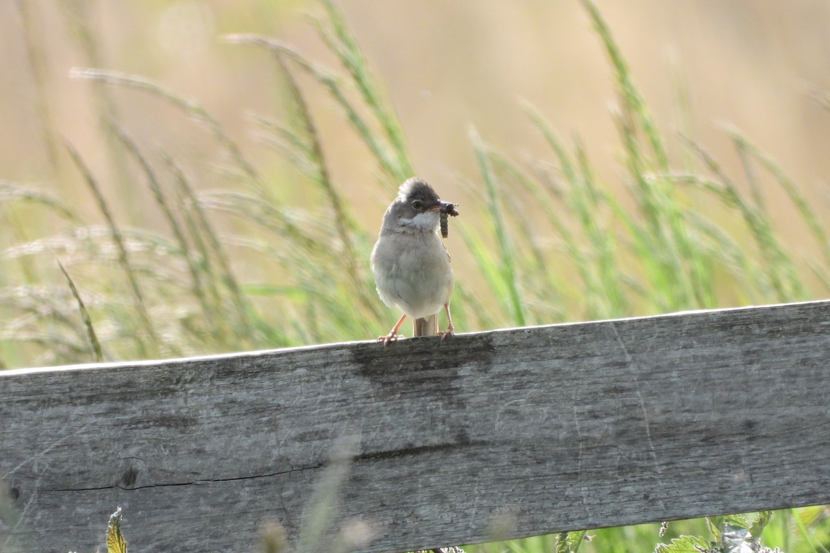 Greater Whitethroat - ML540504991