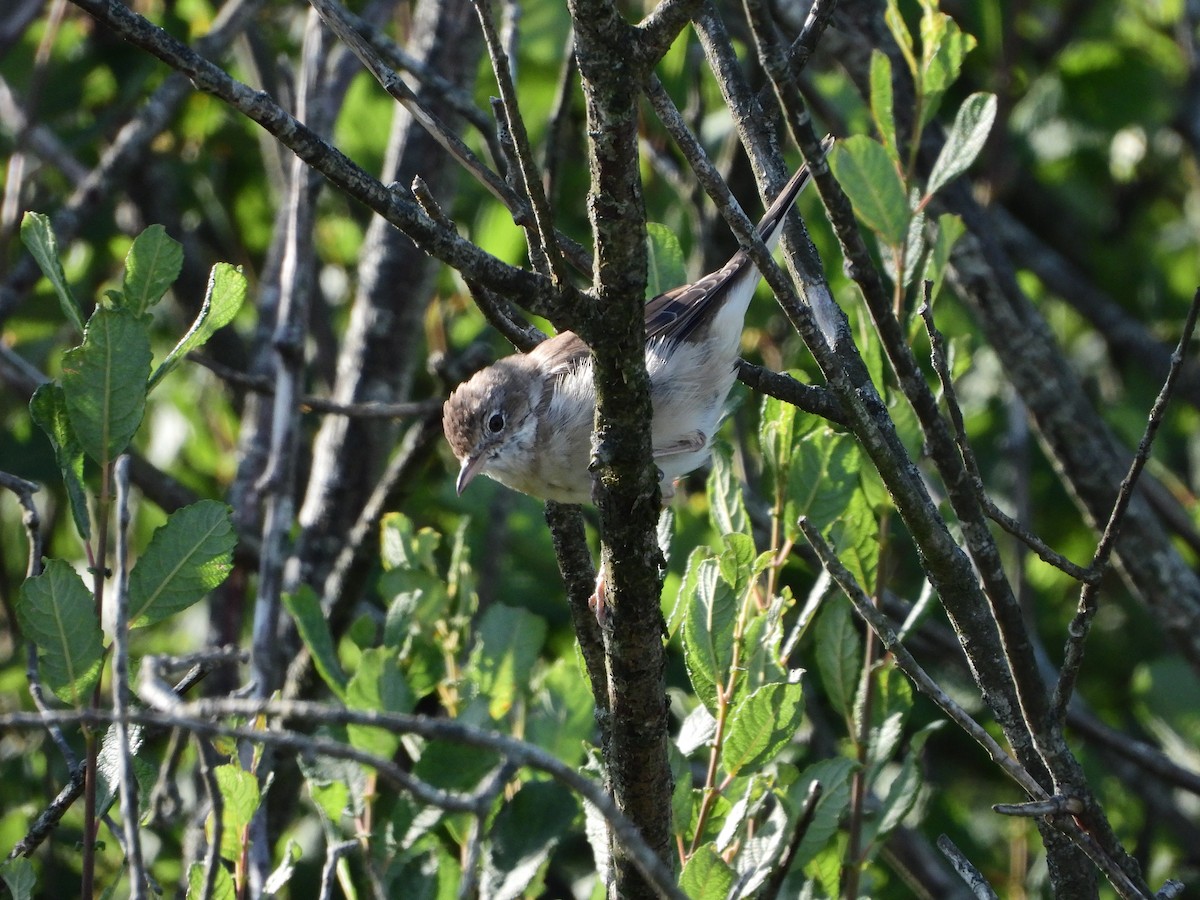 Greater Whitethroat - ML540505421