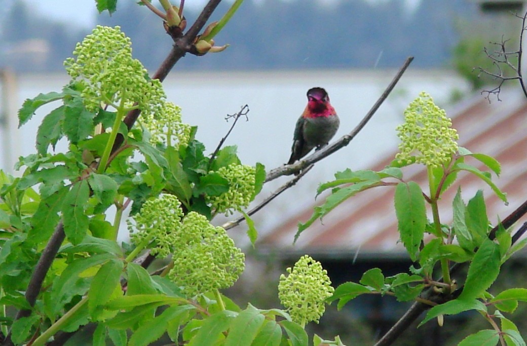 Anna's Hummingbird - ML54050581