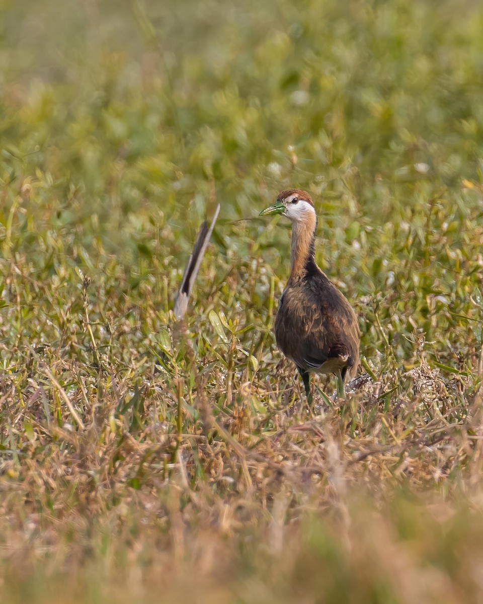 Jacana Bronceada - ML540506061