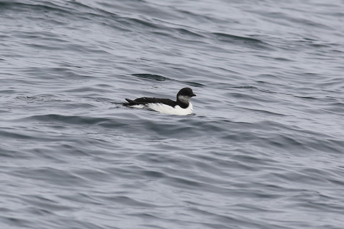 Guillemot de Brünnich - ML540506611