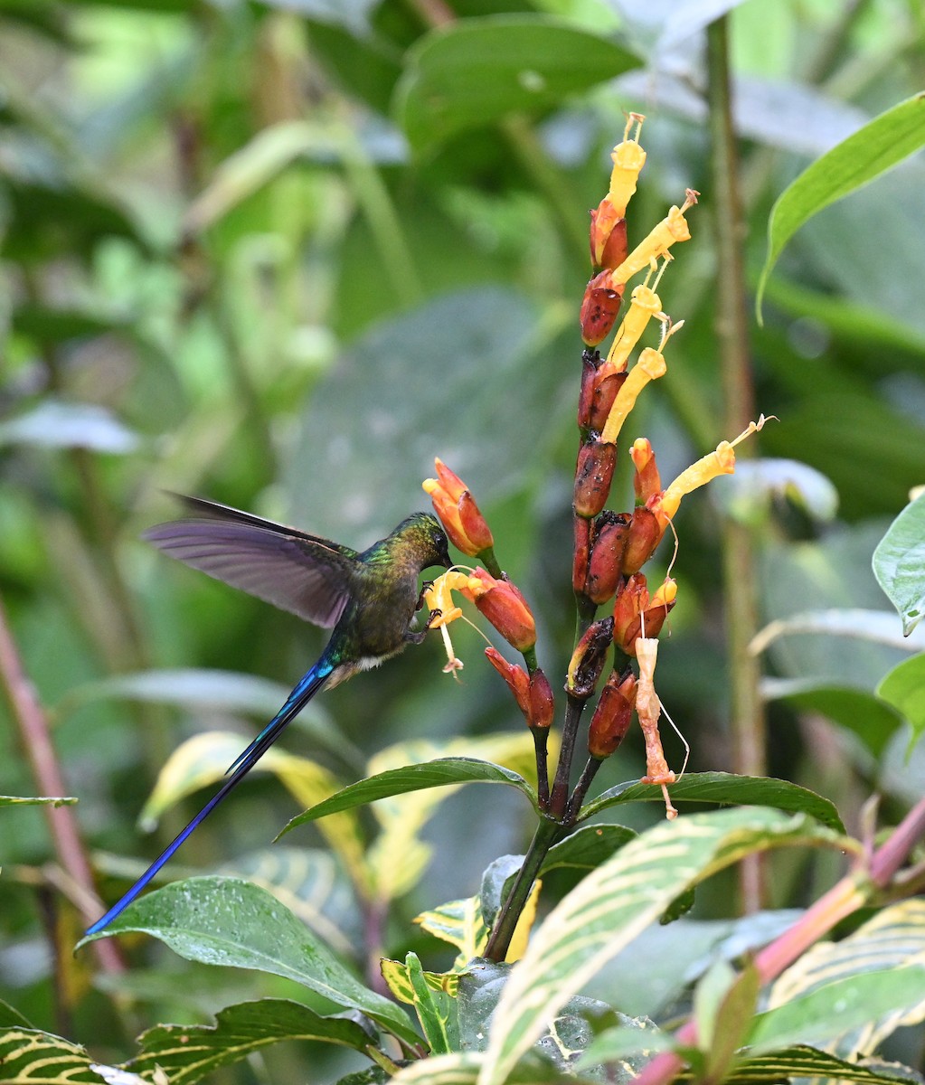 Violet-tailed Sylph - ML540507031