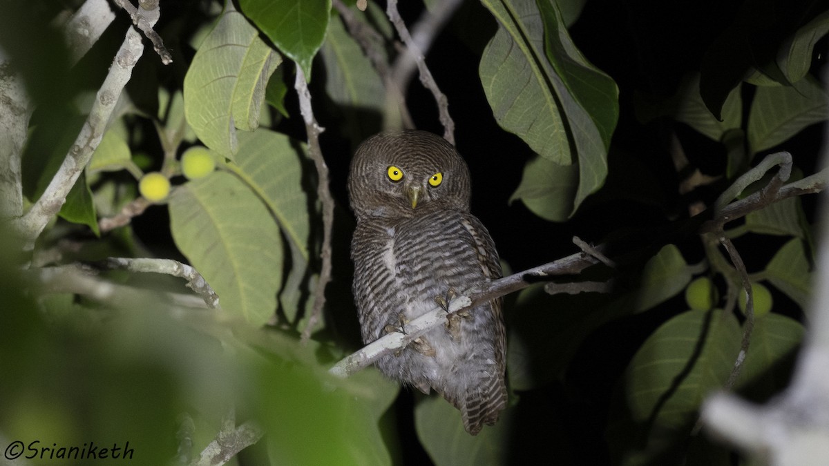 Jungle Owlet - ML540509441