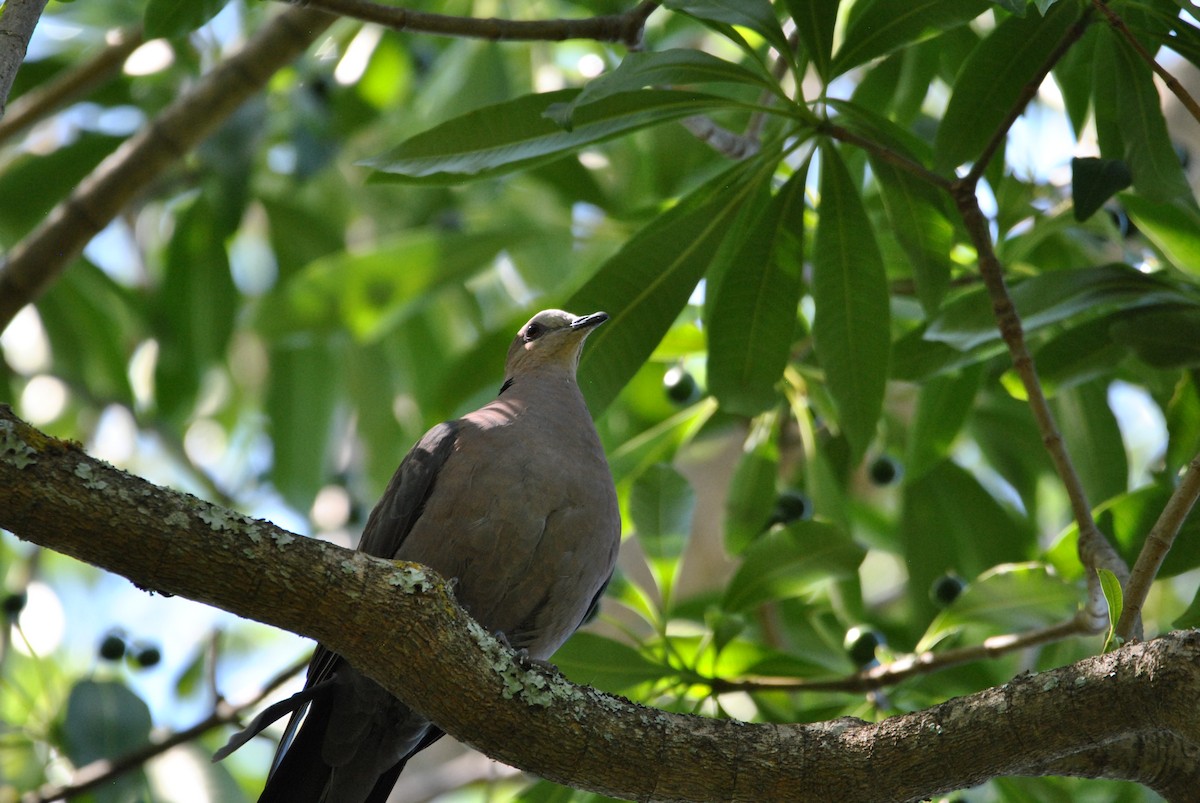 Red-eyed Dove - ML540509581