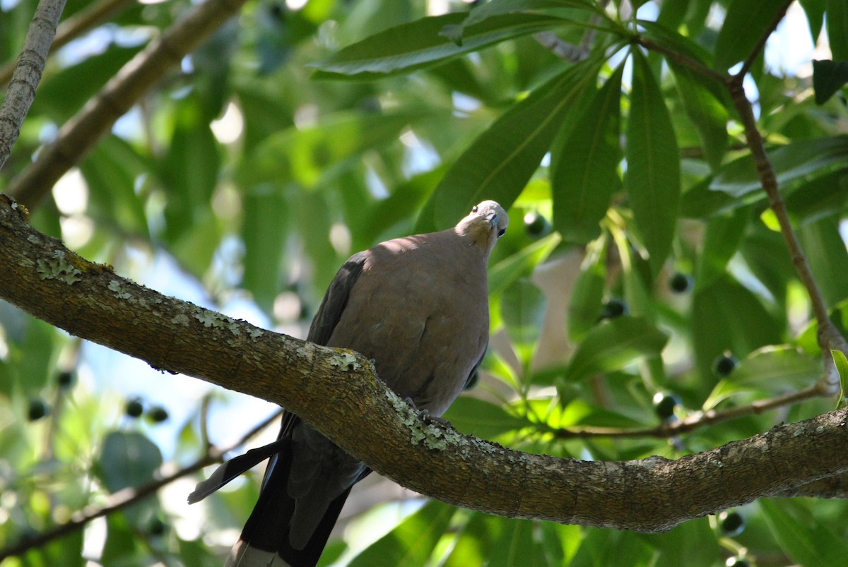 Red-eyed Dove - ML540509601
