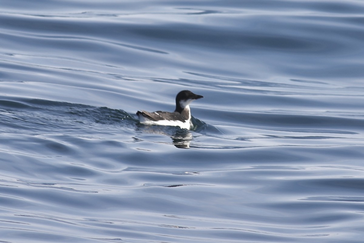 Guillemot de Brünnich - ML540511371