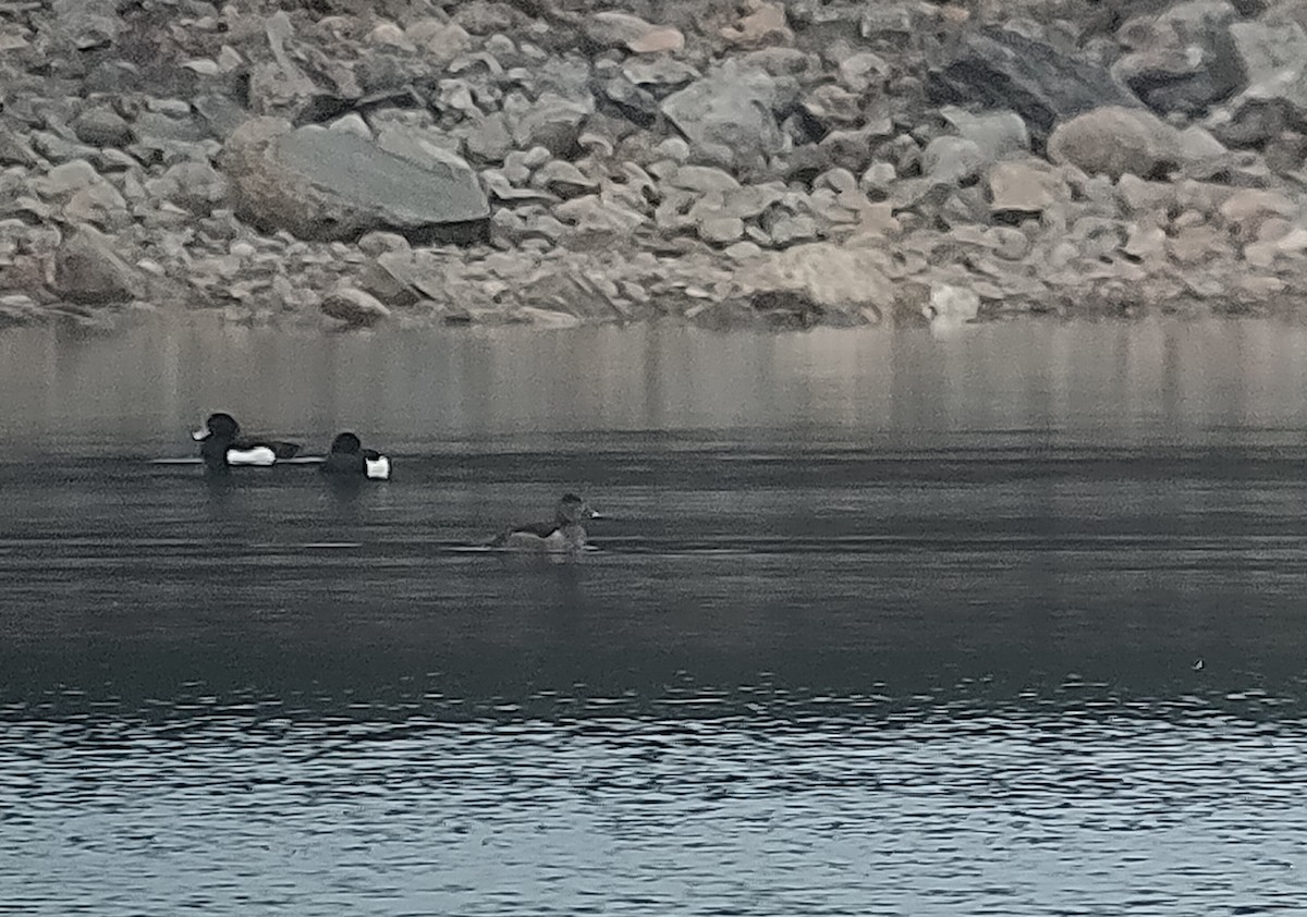 Ring-necked Duck - ML540511991