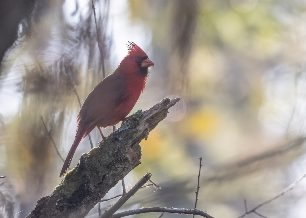 Northern Cardinal - ML540512011