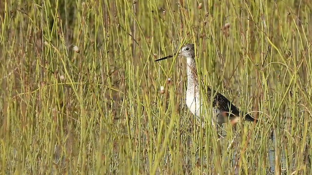 Greater Yellowlegs - ML540512321