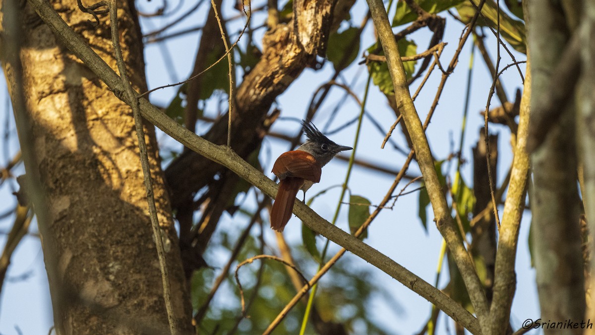 Indian Paradise-Flycatcher - ML540512921