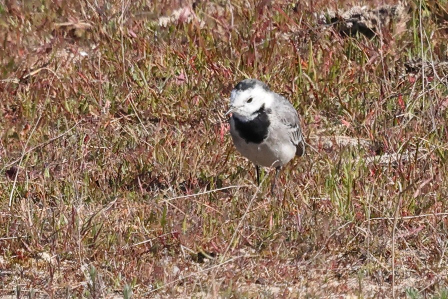 White Wagtail - Jose Leal