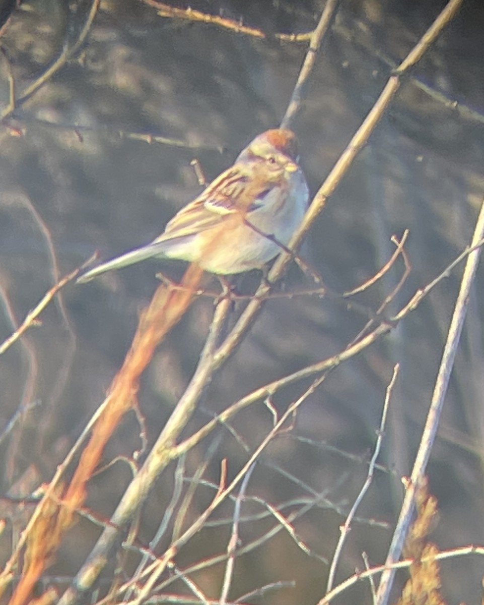 American Tree Sparrow - ML540513351