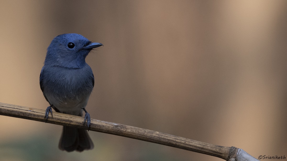 Black-naped Monarch - ML540514481