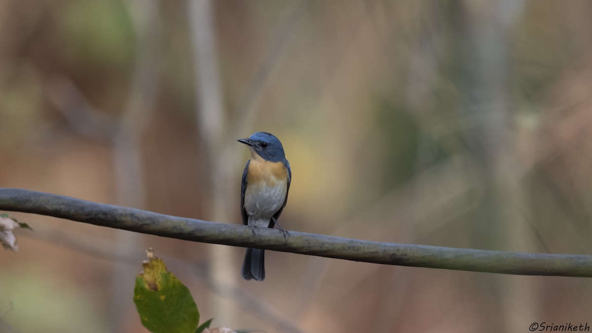Tickell's Blue Flycatcher - ML540514541
