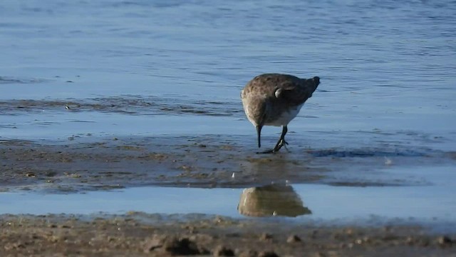 Weißbürzel-Strandläufer - ML540516351