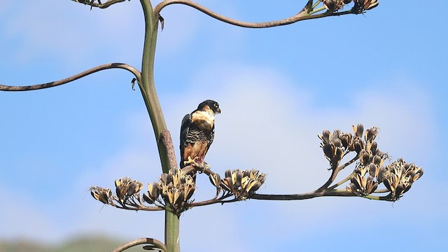 Orange-breasted Falcon - ML540516461