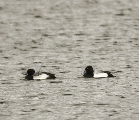 Greater Scaup - ML540517261