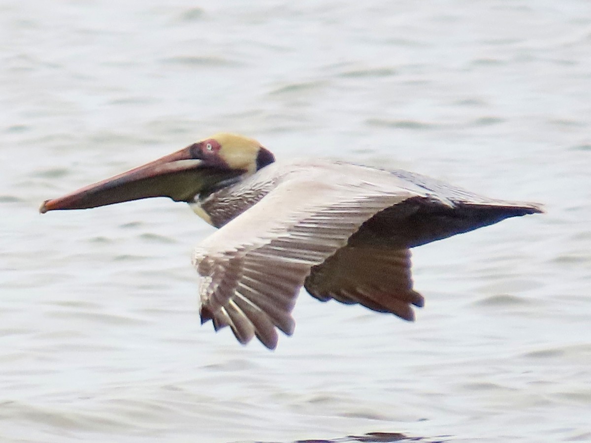 Brown Pelican - ML540518031