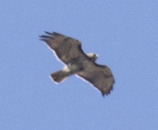 Red-tailed Hawk - David Brown