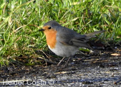 European Robin - ML540522301