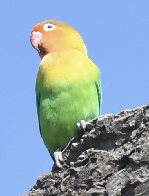 Fischer's Lovebird - ML540522311