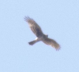 Northern Harrier - David Brown