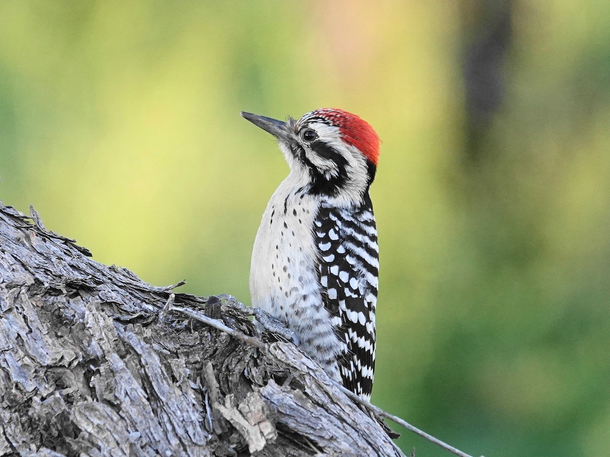 Ladder-backed Woodpecker - ML540523871