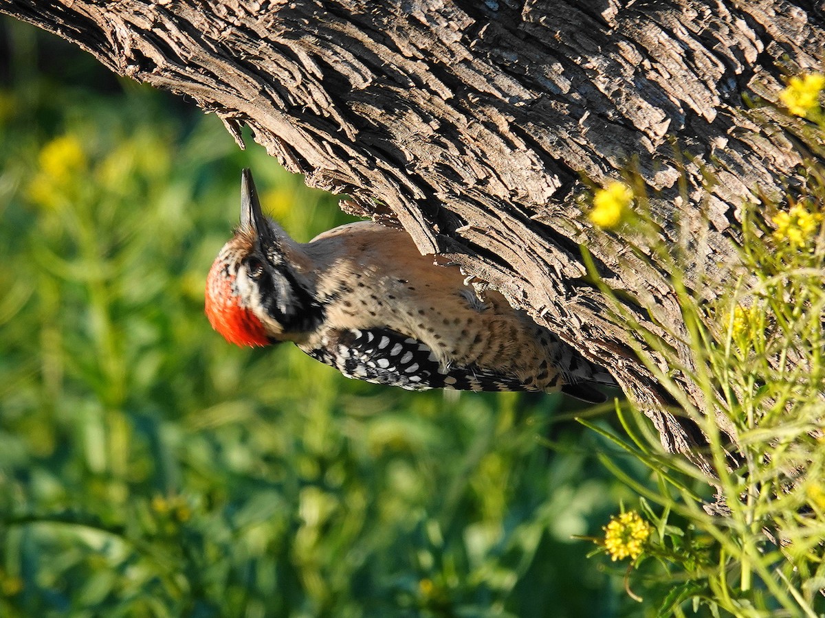 Ladder-backed Woodpecker - ML540523881