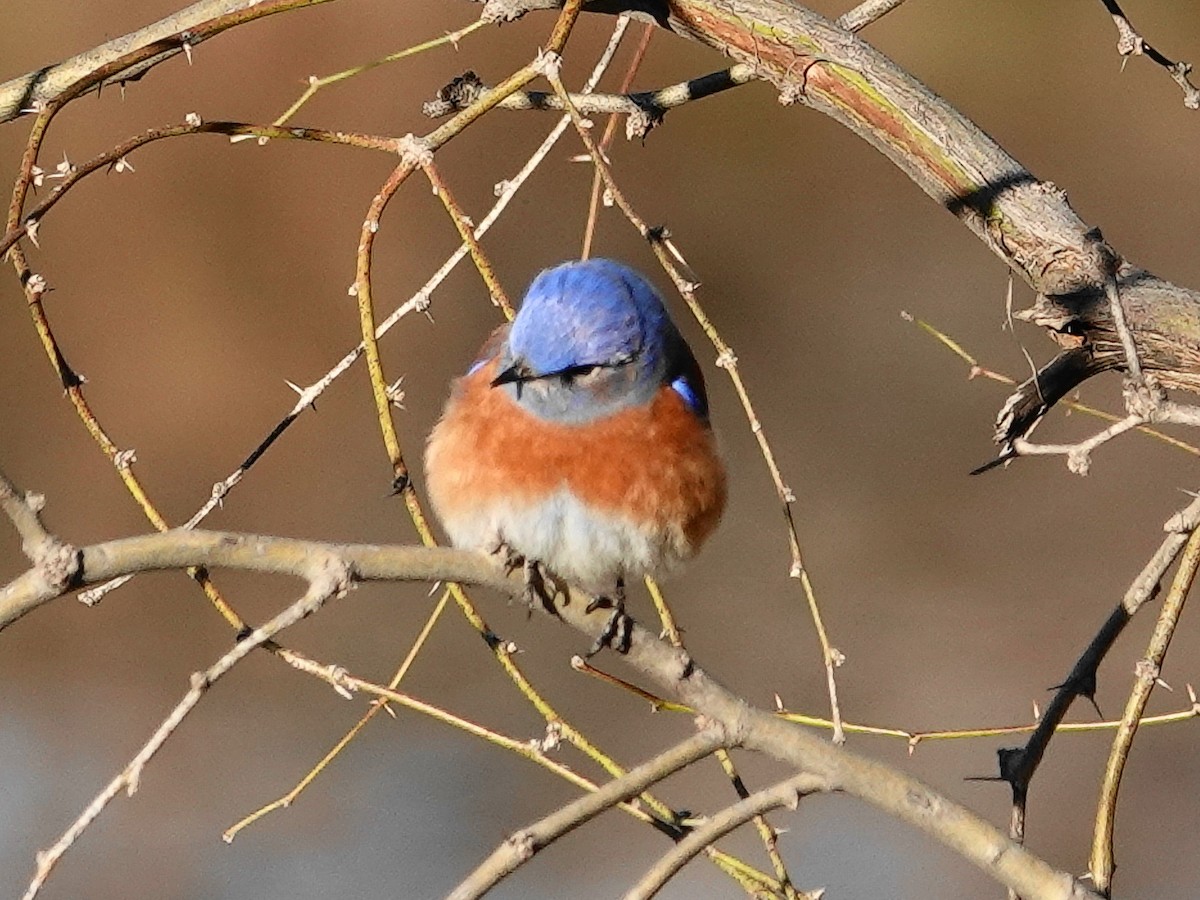 Western Bluebird - Peter Herstein