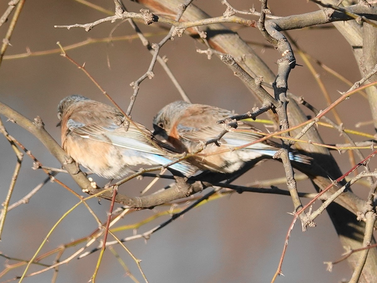 Western Bluebird - Peter Herstein