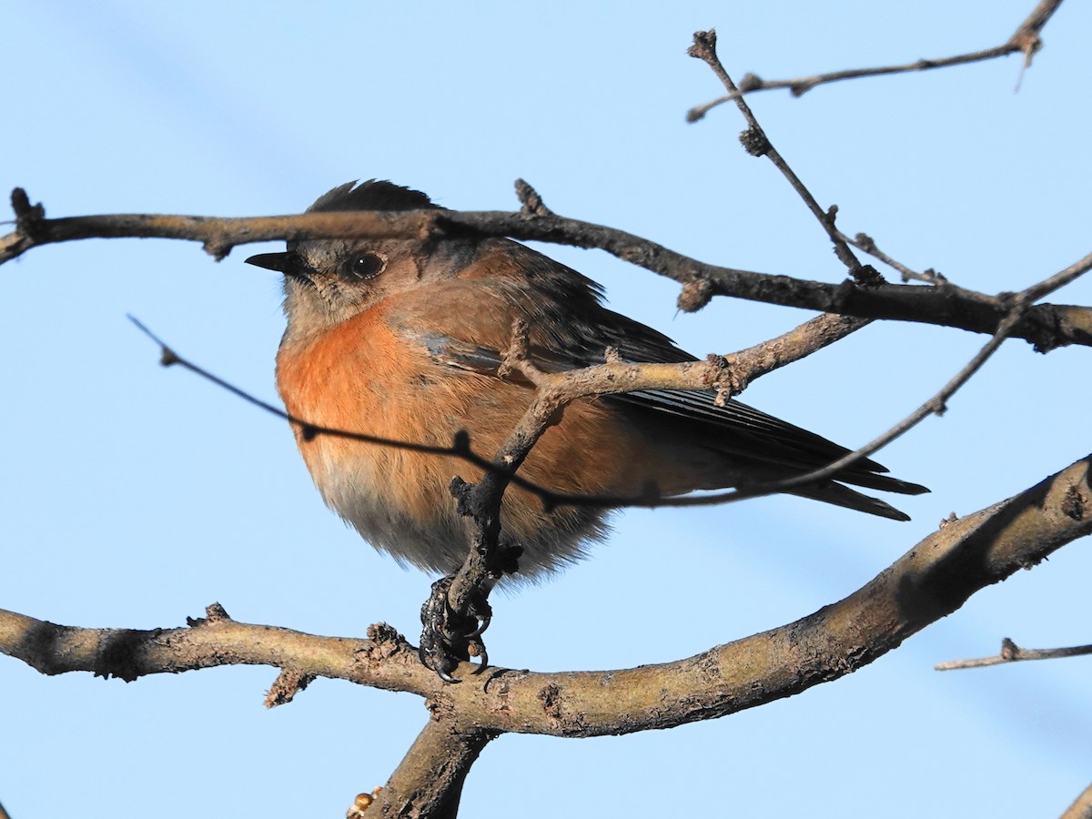 Western Bluebird - ML540523981